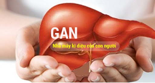 Gan và các chức năng gan